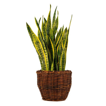 SANSEVIERIA LAURENTII